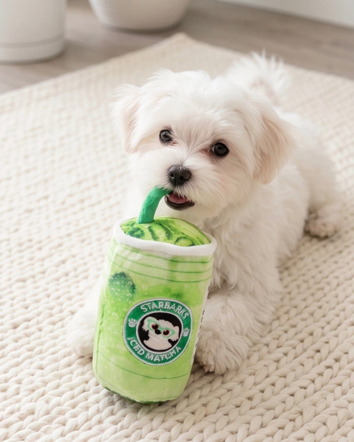 Starbarks Iced Matcha – Haute Diggity Dog