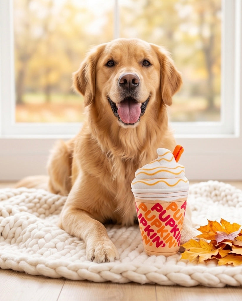 Pupkin' Donuts Iced Coffee – Haute Diggity Dog